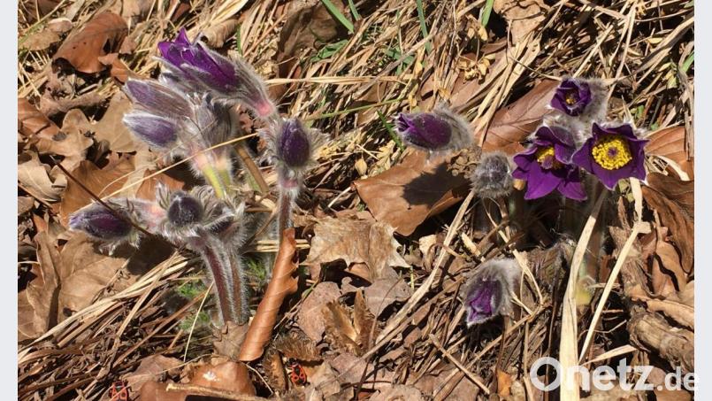 Die Küchenschelle war im Jahr 1996 "Blume des Jahres". Bild: Andreas Royer