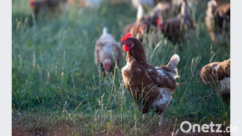 Ab 9. März gilt im Landkreis Neustadt/WN Stallpflicht für Geflügel. Die Gefügelpest ist auf dem Vormarsch. Symbolbild: Sebastian Gollnow