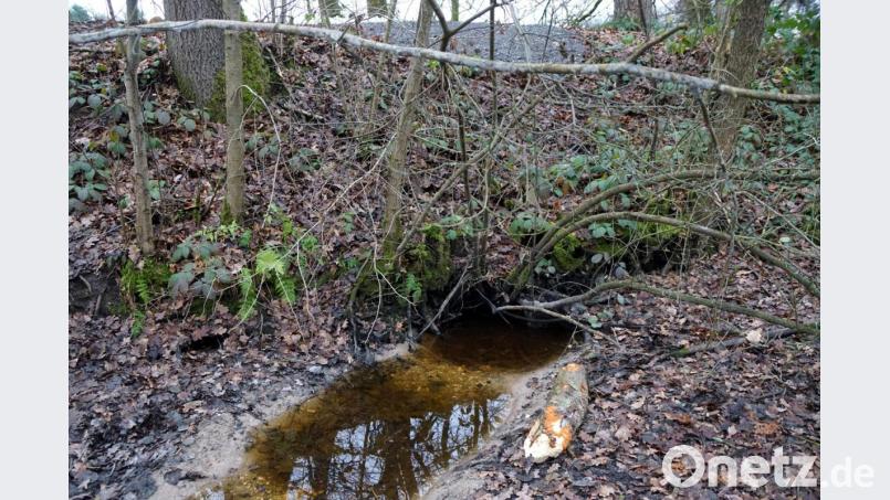 Vom sogenannten Hänflingweiher versuchte der Biber eine Röhre in den Damm zum Heidweiher, der zugleich unbefestigte Verbindungsstraße ist, zu graben. Die Röhre brach vor Kurzem ein und hinterließ ein tiefes Loch im Straßenkörper. Die graue Schotterfläche oberhalb des Röhreneingangs lässt die Größe des Einbruchs noch erahnen. Bild: bkr