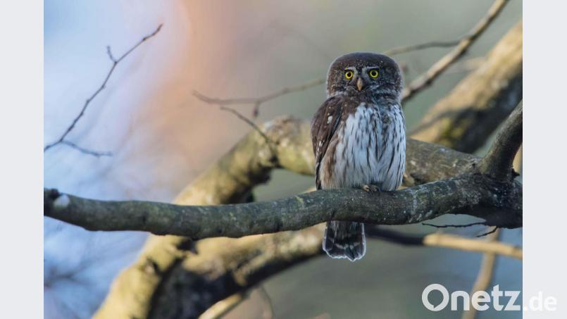 Der Sperlingskauz ist die kleinste in Deutschland brütende Eule. Sie ist nur faustgroß. Bild: Gunther Zieger/LBV