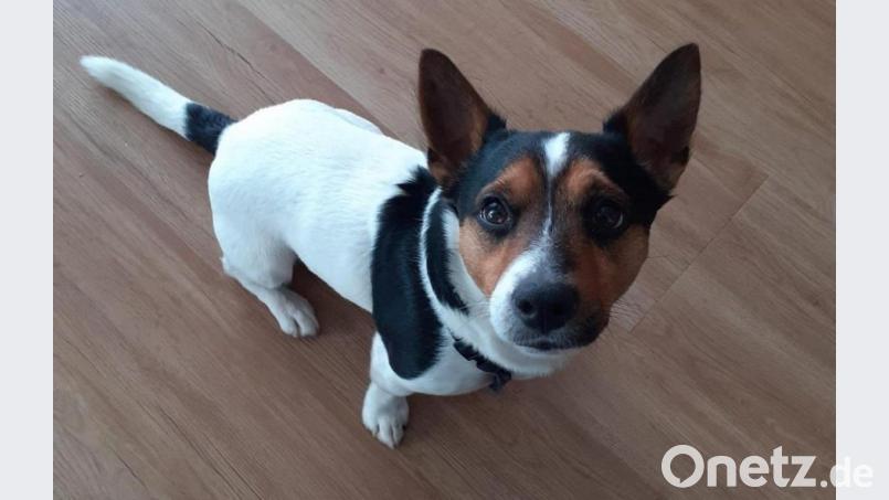 Das ist Bounty, vier Jahre alt, ein Jack Russel Terrier. Andreas Szumlewski möchte den Hund gerne zu sich in die Wohnung holen, die Stadtbau erlaubt es nicht Bild: exb/Andreas Szumlewski