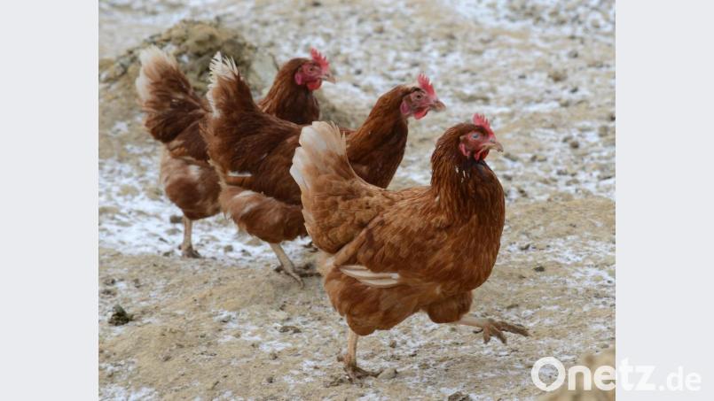 Die Vogelgrippe kommt näher. In Weiden muss Geflügel ab sofort in den Ställen bleiben. Bild: Petra Hartl