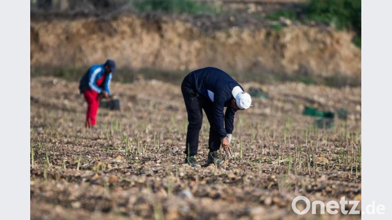 Saisonarbeiter auf einem Feld. Symbolbild: Joaquin Corchero/dpa