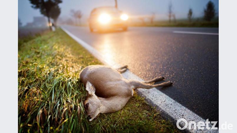 Die hohe Zahl der Wildunfälle bereitet der örtlichen Polizeiinspektion zunehmend Sorge. Symbolbild: Julian Stratenschulte/dpa