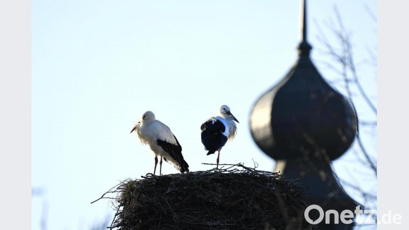 Das Nest auf dem Ambeger Tor in Hahnbach ist wieder bewohnt. Die Altvögel hier gehören zu denen, die in der Region überwintern. Bild: Petra Hartl