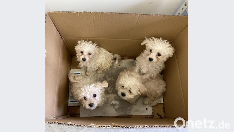 Vier der Hundewelpen hatten die Männer in einem mit einer Jacke abgedeckten Karton auf der Rücksitzbank transportiert. Bild: Polizeiinspektion Waldassen/exb