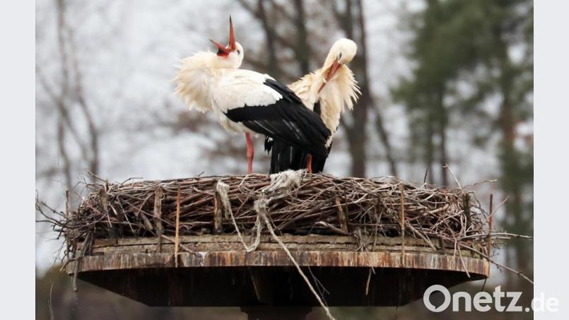 Die beiden Störche fühlen sich in Floß wieder pudelwohl. Bild: lst