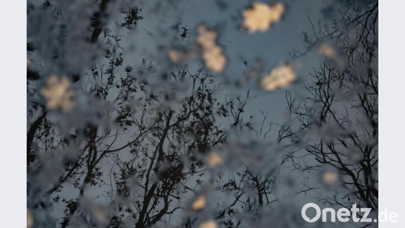 Bäume spiegeln sich in einer Regenpfütze. Bild: Paul Zinken/dpa