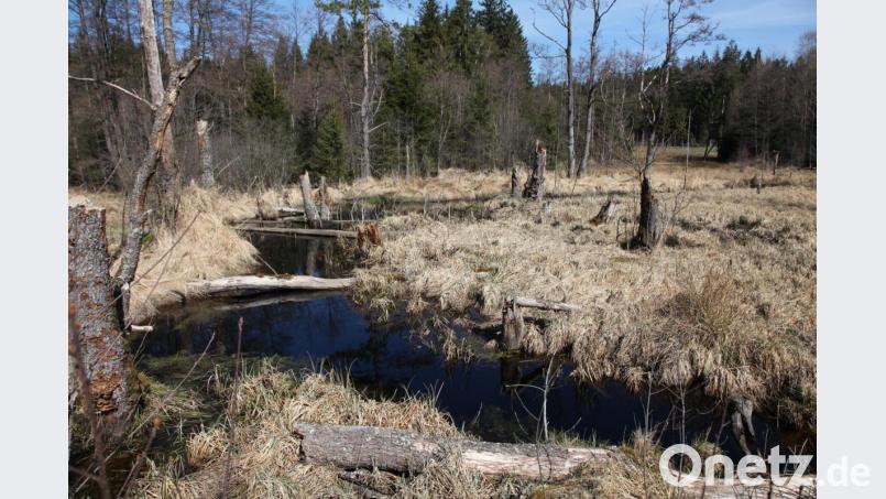 Im Kainzbachtal bei Tännesberg hat die Gemeinde in Zusammenarbeit mit dem Landesbund für Vogelschutz (LBV) ein Vorzeigeprojekt in Sachen Biodiversität geschaffen. Hier haben unter anderem auch Biber genügend Lebensraum. Bild: Florian Lang/exb