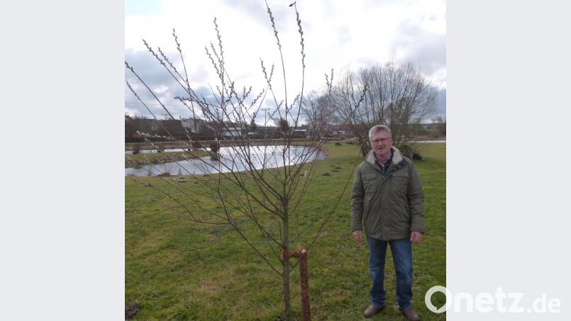 Nach der Vermehrung von Stecklingen hat Rudi Prölß vier Salweiden als frühblühende Nahrungsquelle auf dem Gemeindegelände gepflanzt und damit den „Bodweiher“ eingegrünt. Bild: bk