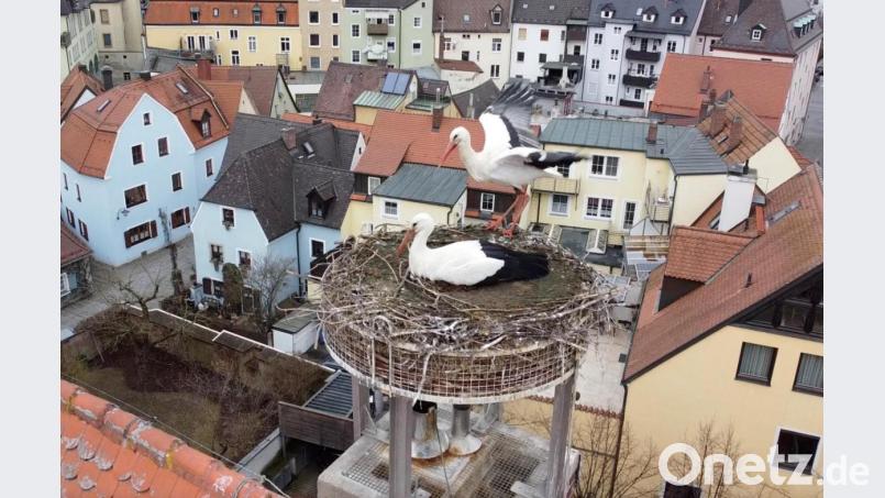 Gute Aussichten: Nun sind beide Störche zurück auf dem Horst auf dem Alten Schulhaus. Bild: Gustl Beer