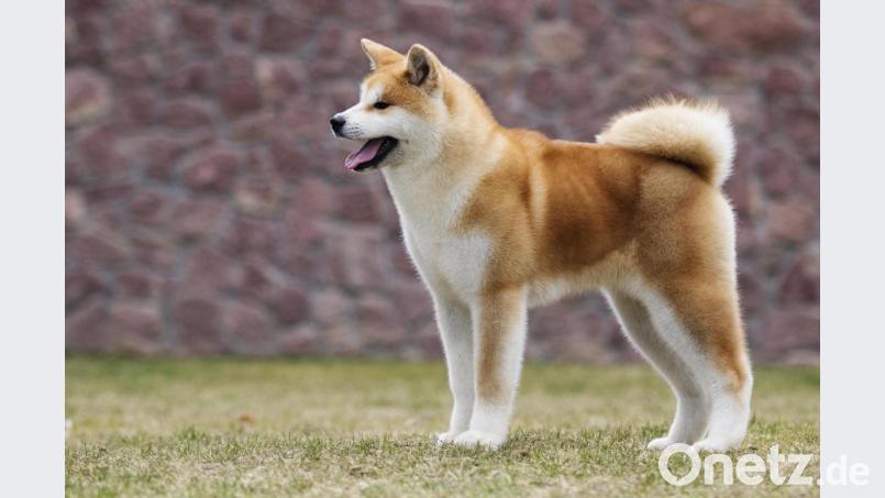 Die Neustädter Polizei sucht Zeugen, die Auskunft über angebliche weitere Vorfälle in Windischeschenbach mit einem Akita-Inu-Rüden geben können. Das Tier sieht in etwa so aus wie der hier abgebildete Hund. Symbolbild: Happy monkey / stock.adobe.com