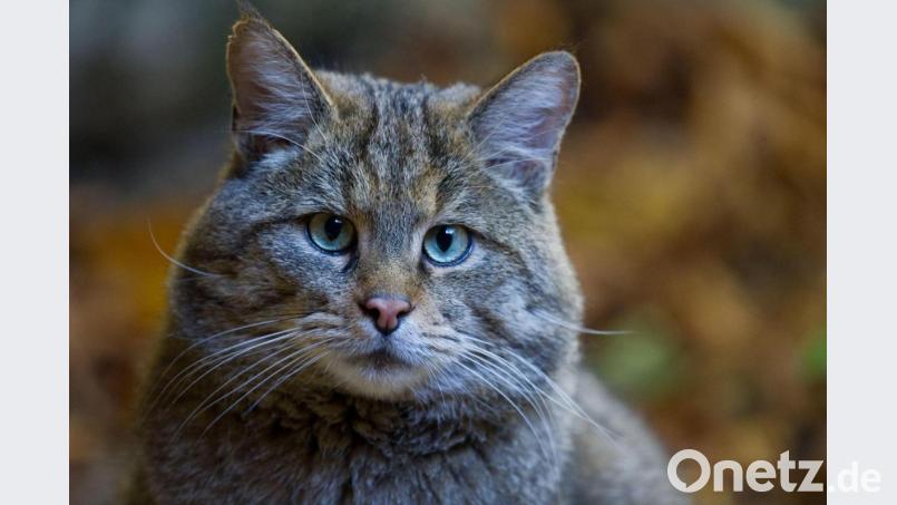 Eine Europäische Wildkatze (Felis silvestris silvestris). Die gilt in Bayern als bedroht. Bild: Patrick Pleul