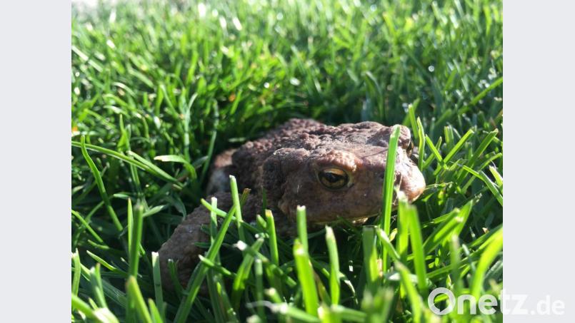 Diese Erdkröte hat sich ein Plätzchen im saftigen Gras ausgesucht und hoffentlich schon eine sichere Straßenüberquerung hinter sich. Archivbild: Martina Gehret/exb