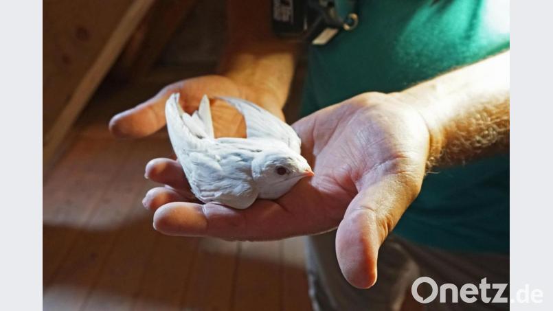 Tierische Rarität: Naturschützer haben einen komplett weißen Mauersegler in Mittelfranken entdeckt. Bild: Sonja Dölfel/LBV/dpa