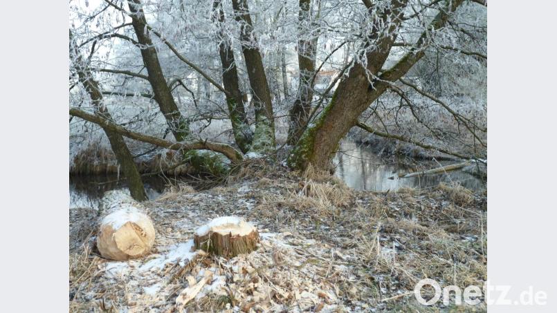 Der Biber ist im Kurpark entlang der Ascha sehr aktiv unterwegs. Archivbild: Portner