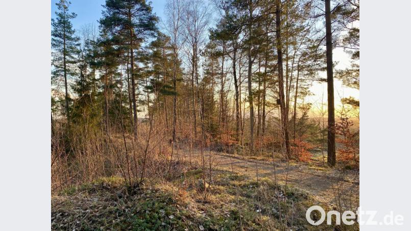 Das Burgweiher-Gelände: Etwa in der Mitte des Bildes steht vollkommen zugewachsen das alte Steinhauerhaus. Architekt Josef Schöberl hatte eine Vorplanung für eine Infostelle gefertigt; nachdem seine Version deutlich abgespeckt wurde, will er nicht mehr neu planen. Bild: Eichl