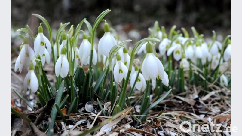 Vor dem Frühling kommt noch mal Nachtfrost, meint Wetterexperte Andy Neumaier. Bild: AMB