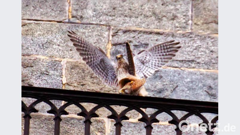Den schmalsten Platz zur Paarung suchten sich die zwei Falken auf dem Turmumgangsgeländer des Kirchturmes aus. Bild: njn
