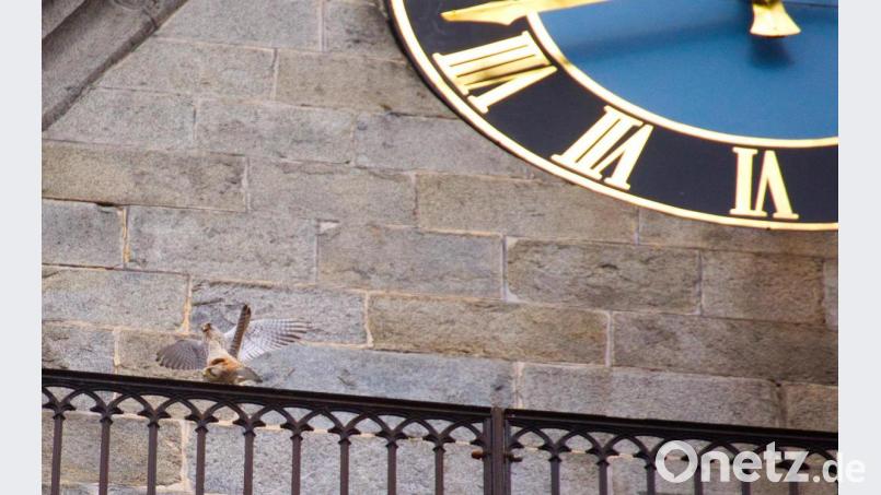 Den schmalsten Platz zur Paarung suchten sich die zwei Falken auf dem Turmumgangsgeländer des Kirchturmes aus. Bild: njn