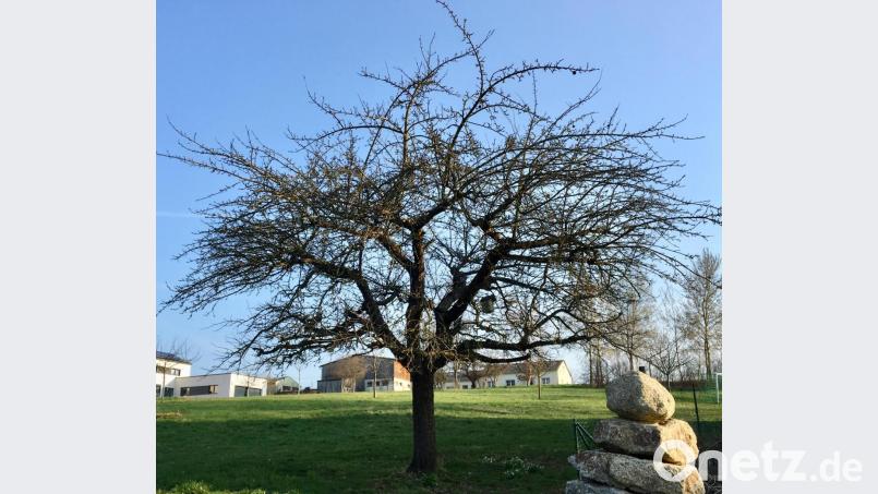 Ein alter Apfelbaum vor dem Schnitt... Bild: Katharina Hage/exb