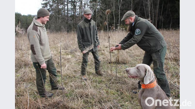 Auf einer Biotopfläche zeigt Ausbilder Paul Stelmach (rechts) den Revierjäger-Azubis Peter Schneebichler und Louis Ehrhardt (von links) eine &quot;Wilde Karde&quot;. Die Blätter dieser Pflanze sind wie Becher geformt und dienen Vögeln und Insekten zur Trinkwasserversorgung. Bild: Mardanow