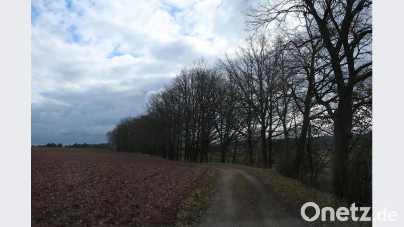 Eine lange Reihe Eichen säumt den Feldweg von der evangelischen Kirche in Hirschau bis zum Haidhof in Schnaittenbach. Bild: fg