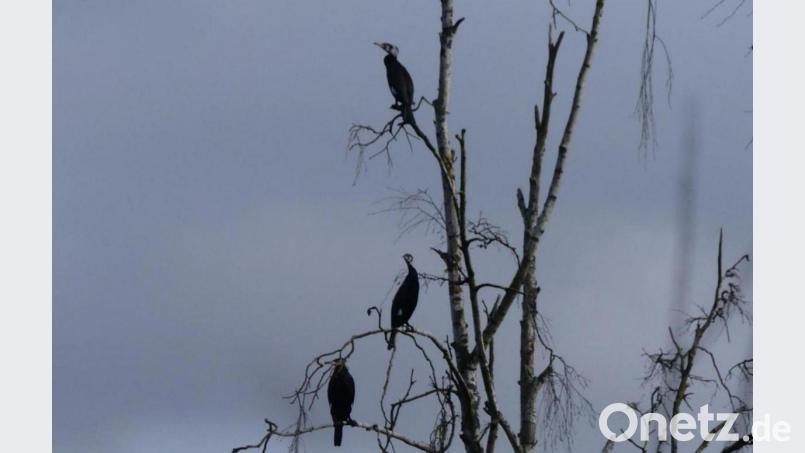 Im Naturschutzgebiet "Großer Rußweiher" dürfen Kormorane nicht bejagt werden. Bild: rn
