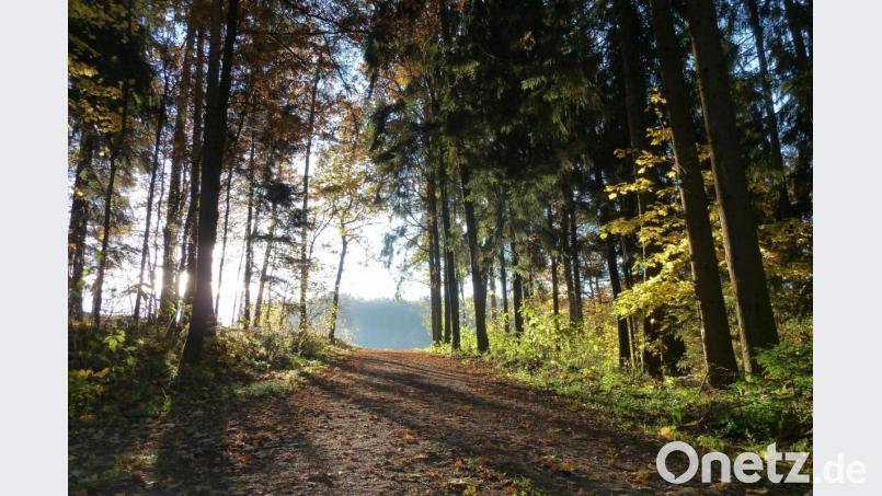 Im Wald der Zukunft stehen mehr Laubbäume als Fichten. Der Stadtwald Schönsee ist hier auf einem guten Weg. Symbolbild: Portner