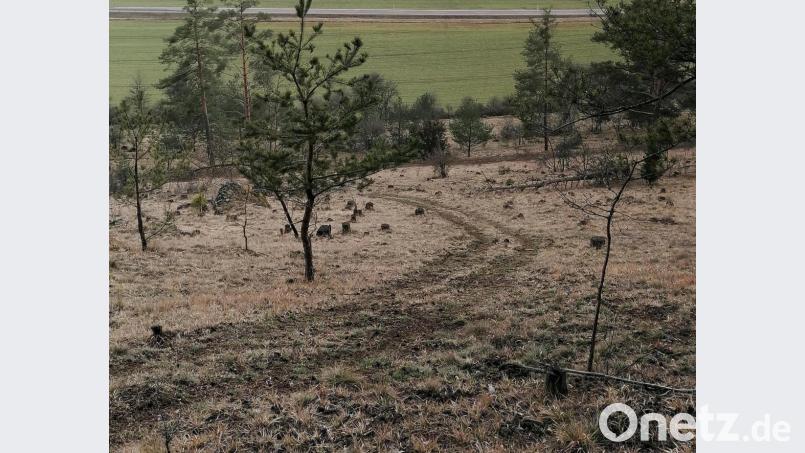 Ein Quad-Spur im FFH-Gebiet. Bild: Jonas Nelhiebel