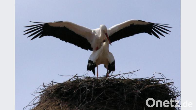 Die Hochzeitfeier am Storchenhorst lässt auf ein gutes Jahr hoffen. Bild: gz