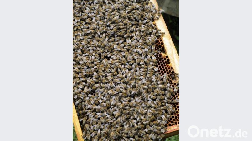 Bienen sorgen in hohem Maße für die Nahrungssicherung bei Mensch und Tier. Bild: njn