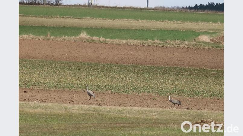 In der Nähe von Schlicht sucht ein Kranichpaar nach Nahrung. Bild: rha