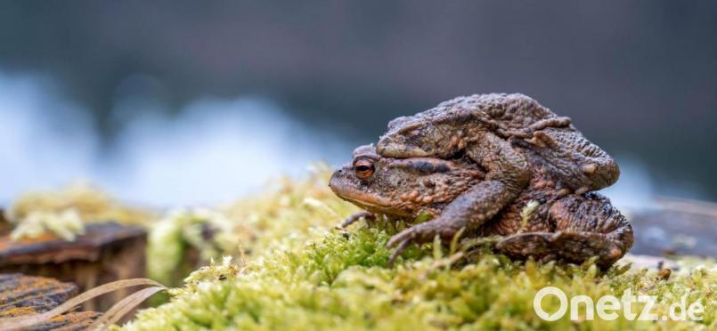 Die beiden haben es geschafft: ein Erdkrötenpärchen am Ufer des Griesweihers. Bild: Siegfried Steinkohl/exb