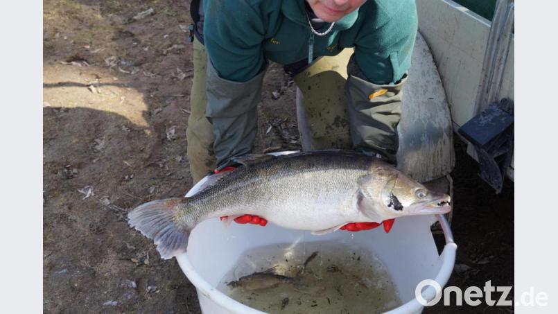 Ein Prachtexemplar von einem Zander. Da lacht das Herz eines jeden Anglers. Bild: ow