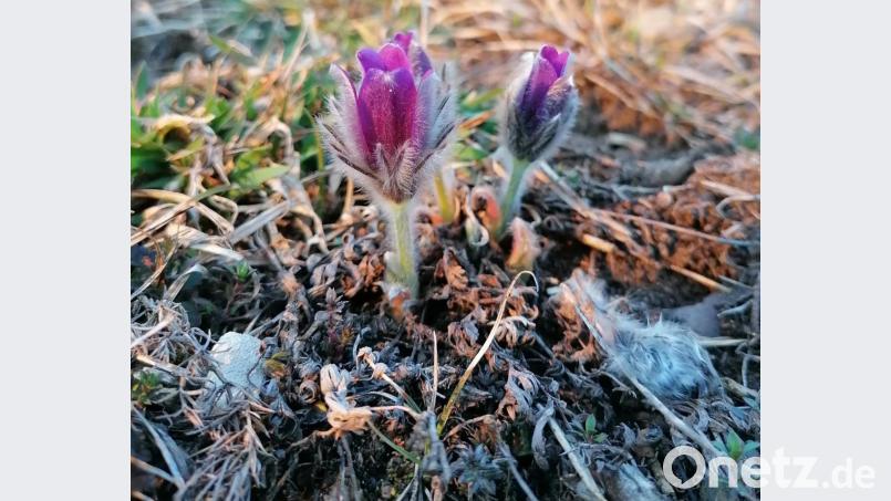 Die Küchenschelle, eine besonders geschützte Art, blüht zur Zeit auf. Bild: Jonas Nelhiebel