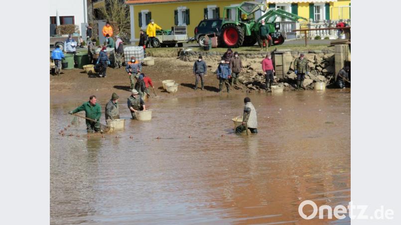 Einen terminlich ungewöhnlichen Fischzug unternahmen Mitglieder des Eschenbacher Sportangelvereins. Große Hechte und Zander vom Rußweiher wurden im Herbst temporär in den Filchendorfer Dorfweiher umgesetzt. Jetzt, kurz vor der Laichzeit, dürfen sie wieder ihr altes Quartier in Eschenbach beziehen. Bild: ow
