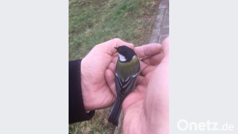 Der berümte Spruch "lieber den Spatz in der Hand ..." gilt hier nicht ganz, da es sich um eine Meise handelt. Bild: hzi/exb
