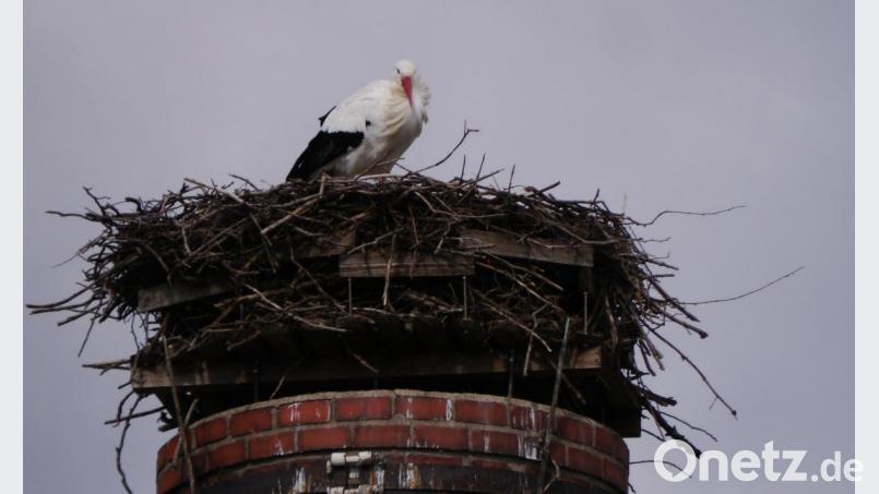 Storch Rudi ist auf dem Schlot der alten Ziegelhütt&#039;n in Mehlmeisel zurückgekehrt. Dort wartet er noch auf seine &quot;alte Liebe&quot; Uschi. Bild: gis
