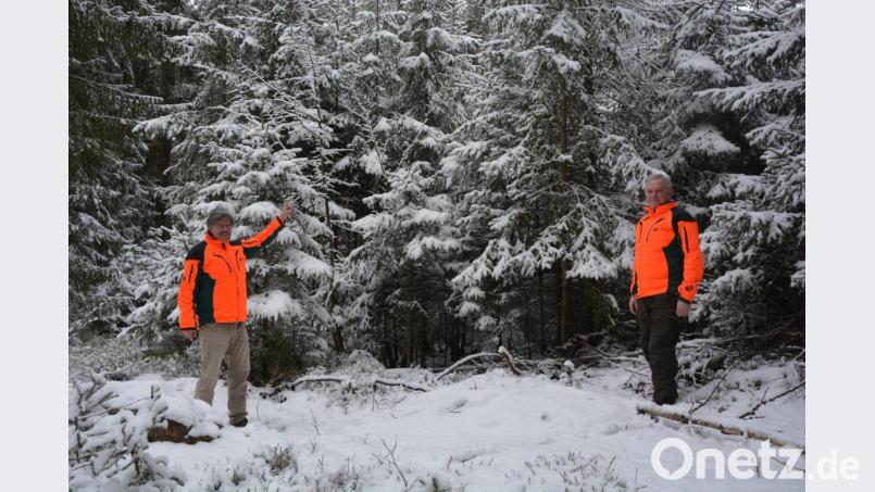 Forstbetriebsleiter Norbert Zintl (rechts) und Forstamtsrat Wolfgang Prölß sind im Waldgebiet der „Erlebniswelt Waldnaabaue“ unterwegs. Bild: jr