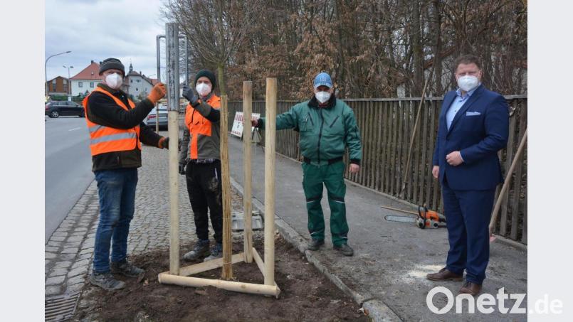 Mehrtägige Pflanzaktionen in der Waldsassener Straße standen in Mitterteich an. Neu gepflanzt wurden 21 Hochstamm-Buchen links und rechts der Straße. Mit dabei waren (von links) Forstwirt Karl Rupprecht mit Sohn Sebastian, Stadtgärtner Willi Kilian und Bürgermeister Stefan Grillmeier. Bild: jr