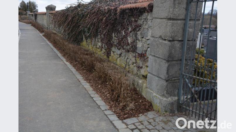 Zurückgeschnitten wurden die Sträucher entlang der Friedhofsmauer. Im Anschluss wurden die Sträucher mit dem Einbau von Mulch geschützt. Weiter fanden Reinigungsarbeiten statt, um dem Friedhof ein einladendes Bild zu geben. Bild: jr