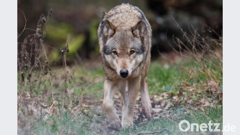 Auch hinter dem zweiten Angriff auf ein Wildtiergehege im Landkreis Bayreuth steckt mindestens ein Wolf. Bild: Julian Stratenschulte/dpa