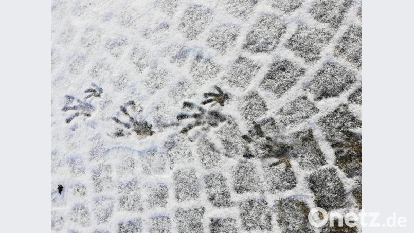 Diese Spuren im Schnee hinterließ der Biber auf seinem Weg zum Gartenteich in Pechbrunn. Bild: jr