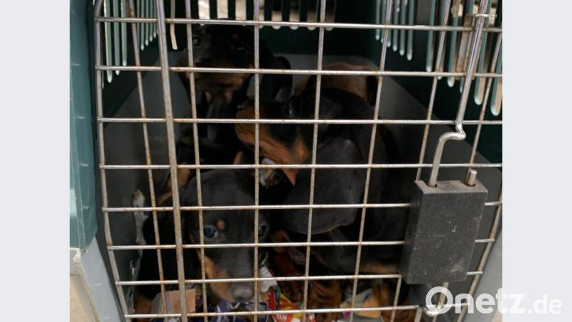 Unter katastrophalen Bedingungen transportierten zwei Ungaren insgesamt 19 Welpen. Bild: Polizeiinspektion Waldsassen