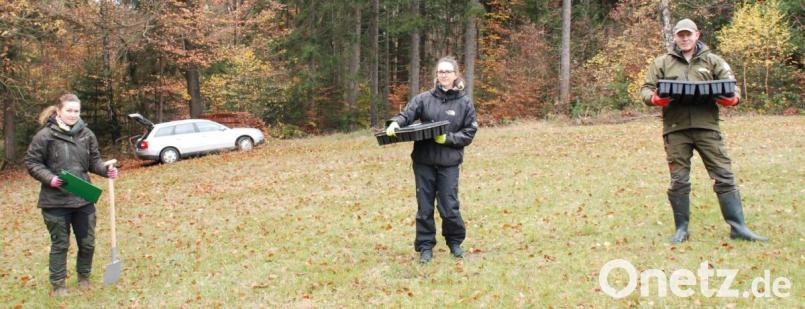 Die beiden Steinwaldranger Jonas Ständer und Marie Wittmann treffen sich mit Landschaftsplanerin Susanne Ullmann-Wiesend auf einer kleinen Waldwiese bei Guttenberg. Mit im Gepäck: einige Paletten mit jungen Arnikapflanzen. Bild: cvl