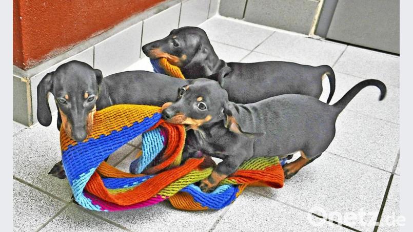 Diese Hunde sind mit einem illegalen Transport nach Deutschland gelangt und befinden sich nun im Tierheim Hof-Erlalohe. Bild: Tierheim Hof/exb