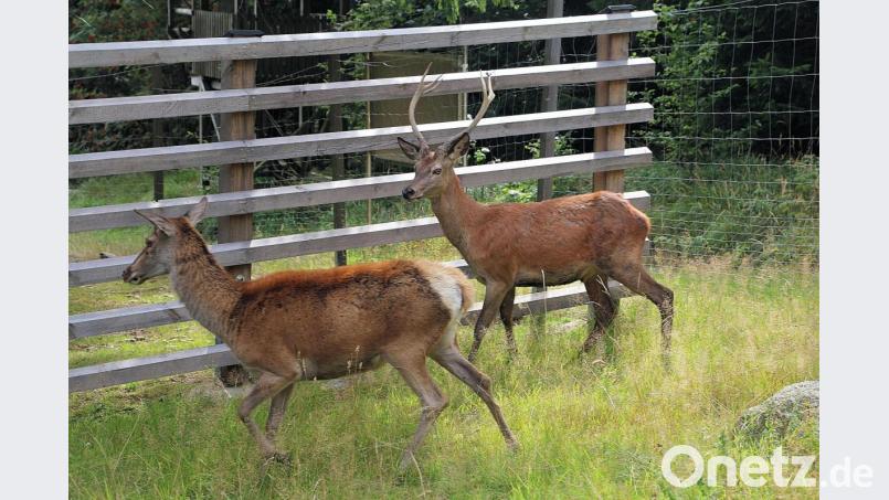 Hirsch Max (rechts) ist in seinem neuen Zuhause im Rotwildgehege beim Waldhaus angekommen. Hirschkuh Sissi (links) nahm als erste weibliche Mitbewohnerin Kontakt zu dem Neuling auf. Bild: bsc