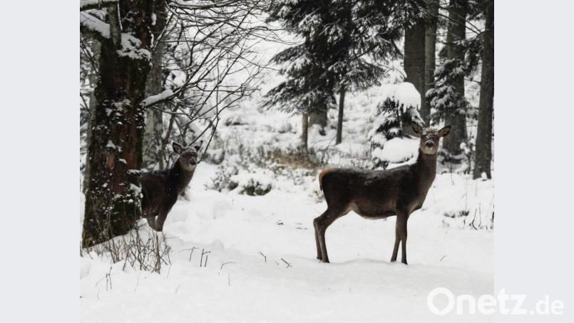Rehwild hat es im Winter nicht leicht. Hinzu kommen jetzt auch noch einige Fälle im Landkreis Tirschenreuth, in denen Hunde Jagd auf das Wild machten. Bild: Christoph Richter/dpa