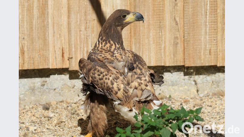 Der junge Seeadler, der Anfang September bei Schwarzenbach bei Bärnau gefunden wurde, litt am sogenannten Pinching-Off-Syndrom. Weil die Krankheit einen schweren Verlauf nahm, musste der Vogel eingeschläfert werden. Bild: Baer/exb